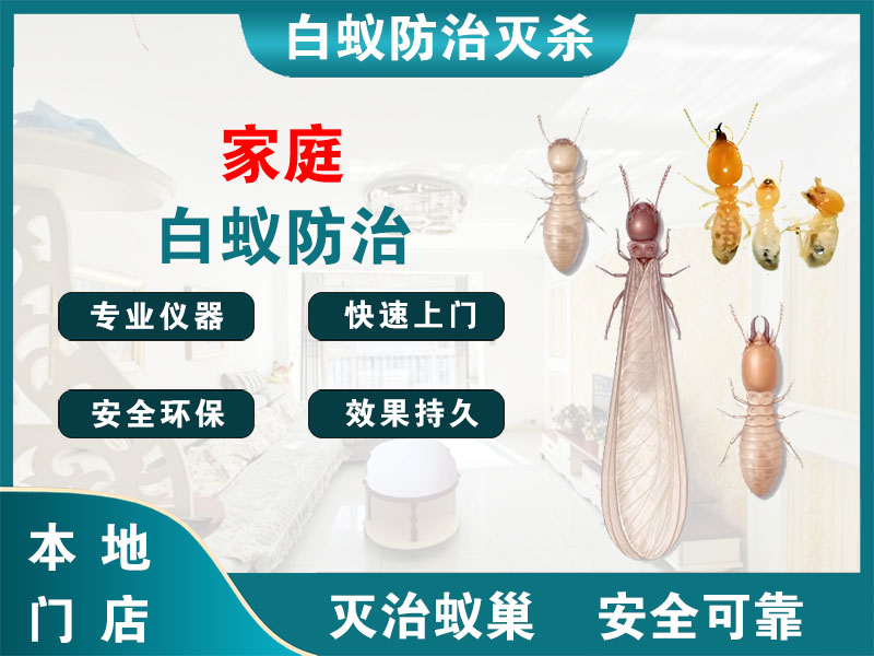 张家港家庭白蚁防治